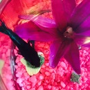 Broadmoor Spider (361634)