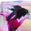 Broadmoor Spider (361548)