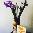 14/48 Festival (372814)