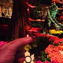 ZendCon 2015 and Vegas (372861)