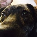 Drew and Emma's Dog (373006)