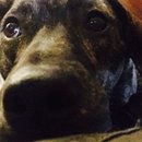 Drew and Emma's Dog (373035)