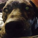 Drew and Emma's Dog (373042)