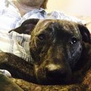 Drew and Emma's Dog (373147)