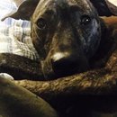 Drew and Emma's Dog (373198)