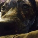 Drew and Emma's Dog (373201)