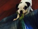 Panda! (379822)