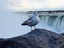 Niagara Falls (380709)