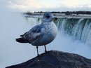 Niagara Falls (380751)