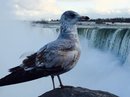 Niagara Falls (380706)