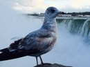 Niagara Falls (380787)