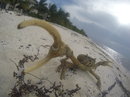 Cozumel 2015 GoPro Reel (441159)