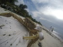 Cozumel 2015 GoPro Reel (441215)