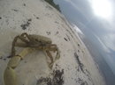 Cozumel 2015 GoPro Reel (441183)