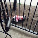 Nephew's Christmas (448305)