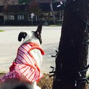 Nephew's Christmas (448331)