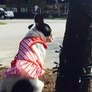 Nephew's Christmas (448280)