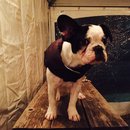 Dreux's Starwars Birthday (448319)