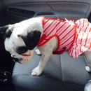 Nephew's Christmas (448295)