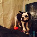 Dreux's Starwars Birthday (448502)