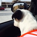 Nephew's Christmas (448558)