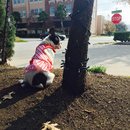 Nephew's Christmas (448485)