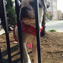 Nephew's Christmas (448551)