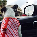 Nephew's Christmas (448451)