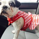 Nephew's Christmas (448483)