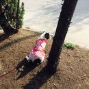 Nephew's Christmas (448439)