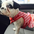 Nephew's Christmas (448578)