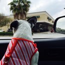 Nephew's Christmas (448739)