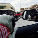 Nephew's Christmas (448757)