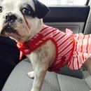 Nephew's Christmas (448661)