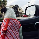 Nephew's Christmas (448746)