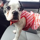 Nephew's Christmas (448798)