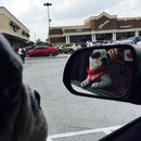 Nephew's Christmas (448623)