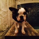 Dreux's Starwars Birthday (448675)