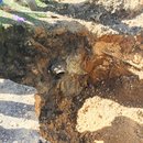 Plumbing and Shed (448719)