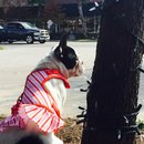 Nephew's Christmas (448759)