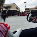 Nephew's Christmas (448693)