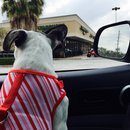 Nephew's Christmas (448713)