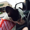 Nephew's Christmas (448938)