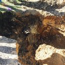 Plumbing and Shed (448915)