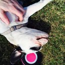 Afternoon with Panda (452706)