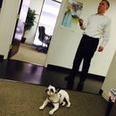 Panda and a Play (452728)