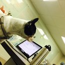 Panda and a Play (452640)