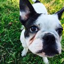 Panda and a Play (452623)