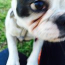 Panda and a Play (452685)