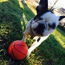 Panda and a Play (452733)